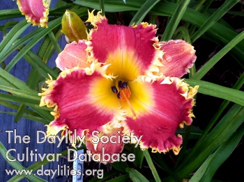 Daylily Vampire Slayer